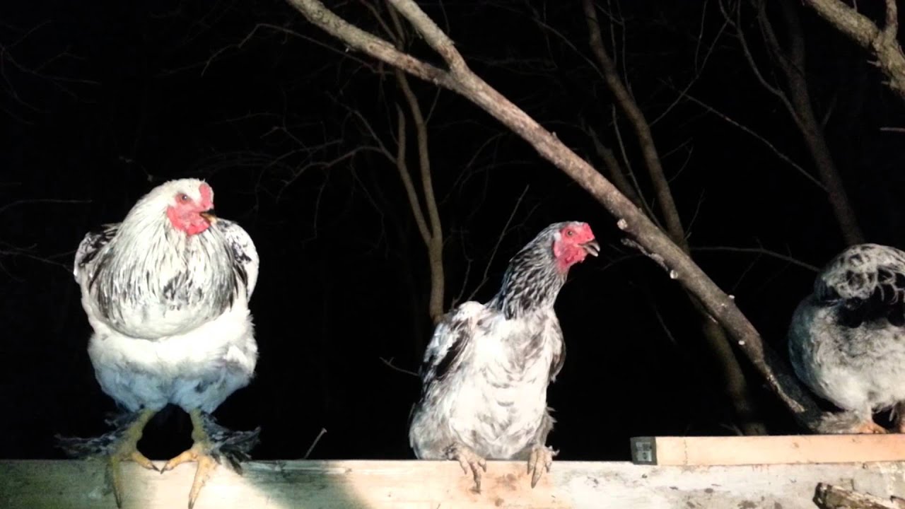 chicken sings jingle bells!!!!!! - YouTube