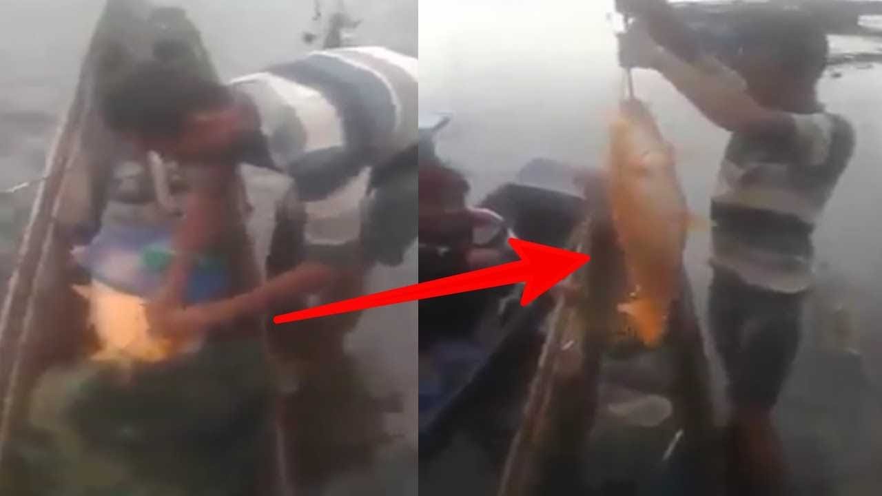 VIDEO ASLI Penangkapan Ikan Mas Danau Toba Sebelum KM Sinar