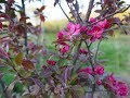 Malus Profusion -  яблоня из Королевского садоводческого общества. Лесосад с нуля