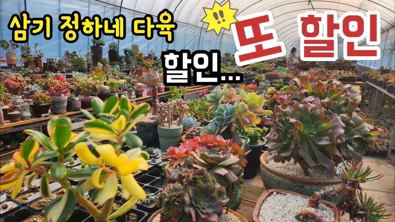 득템기회! 실망절대 안시켜요~👍🏻다육이 왕창세일ㅣ삼기정하네다육(010-9946-7818)ㅣ왕창세일ㅣ#신쌤의다다육선(多肉植物, succulent, たにくしょくぶつ)