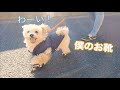 犬用ブーツを履いた子犬の動きがおもしろすぎました。笑【トイプードル】