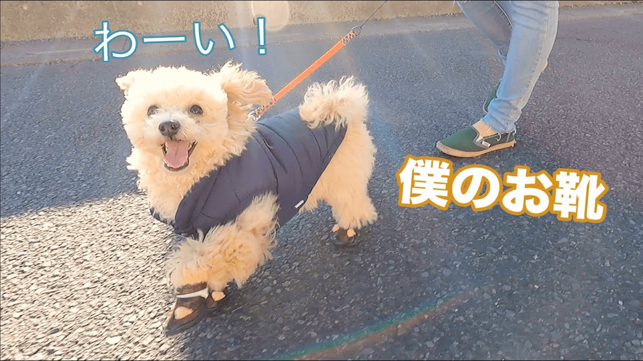 犬用ブーツを履いた子犬の動きがおもしろすぎました 笑 トイプードル Youtube 犬用ブーツを履いた子犬の動きがおもしろすぎました 笑 トイプードル Youtube