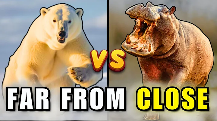 Hippo vs Polar Bear | This Ends Ugly