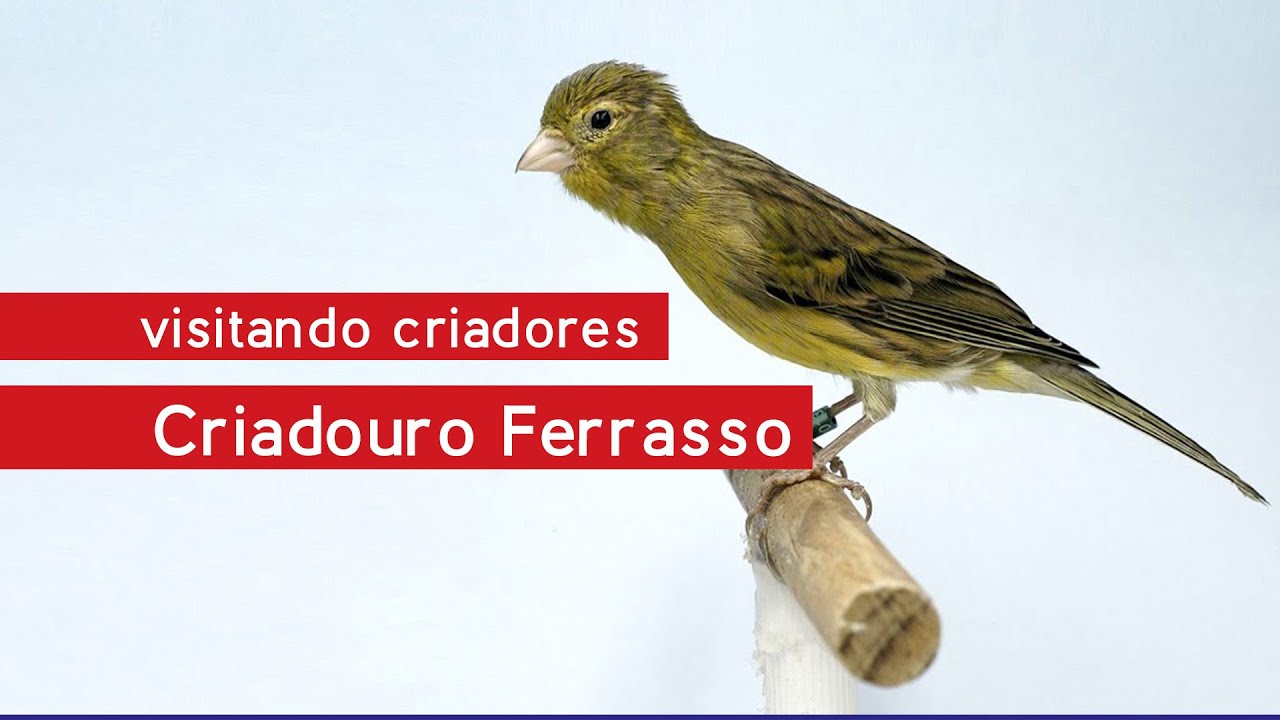Visitando Criadores - Criadouro Ferrasso - especialista em Canários Fife Fancy e Raça Espanhola