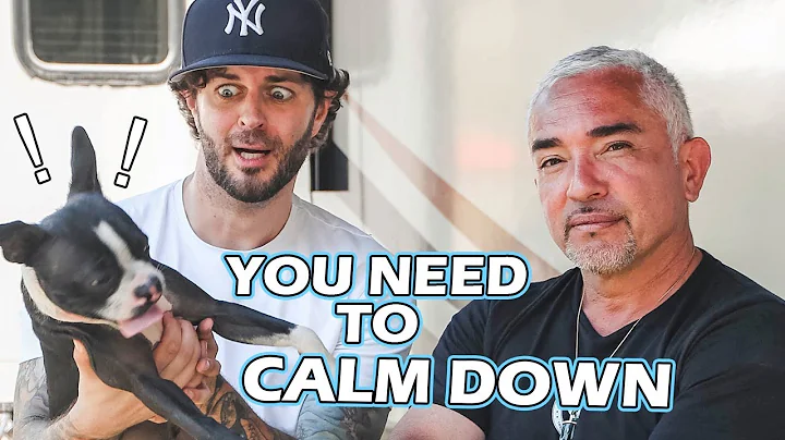 Curtis Lepore's Boston Terrier Needs to Calm Down ...