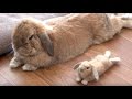 チャップとミニチャップ (チャップ・ダンダンウー) CHAPP and littleCHAPP