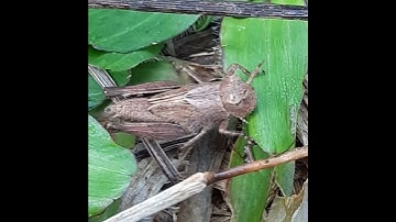 Nymph of ThornGrasshopper-50th. #thorn #grasshopper #nymph #hide #fresh #grass #cricketsounds