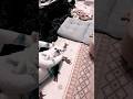くつろいでたのに最後は、、、保護犬コマメ