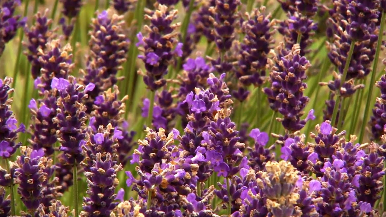 Aromatic Lavender Fireplace At Home With P. Allen Smith YouTube