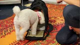 How to Make Your Dog Comfortable in Her Bag - Dog Training screenshot 2