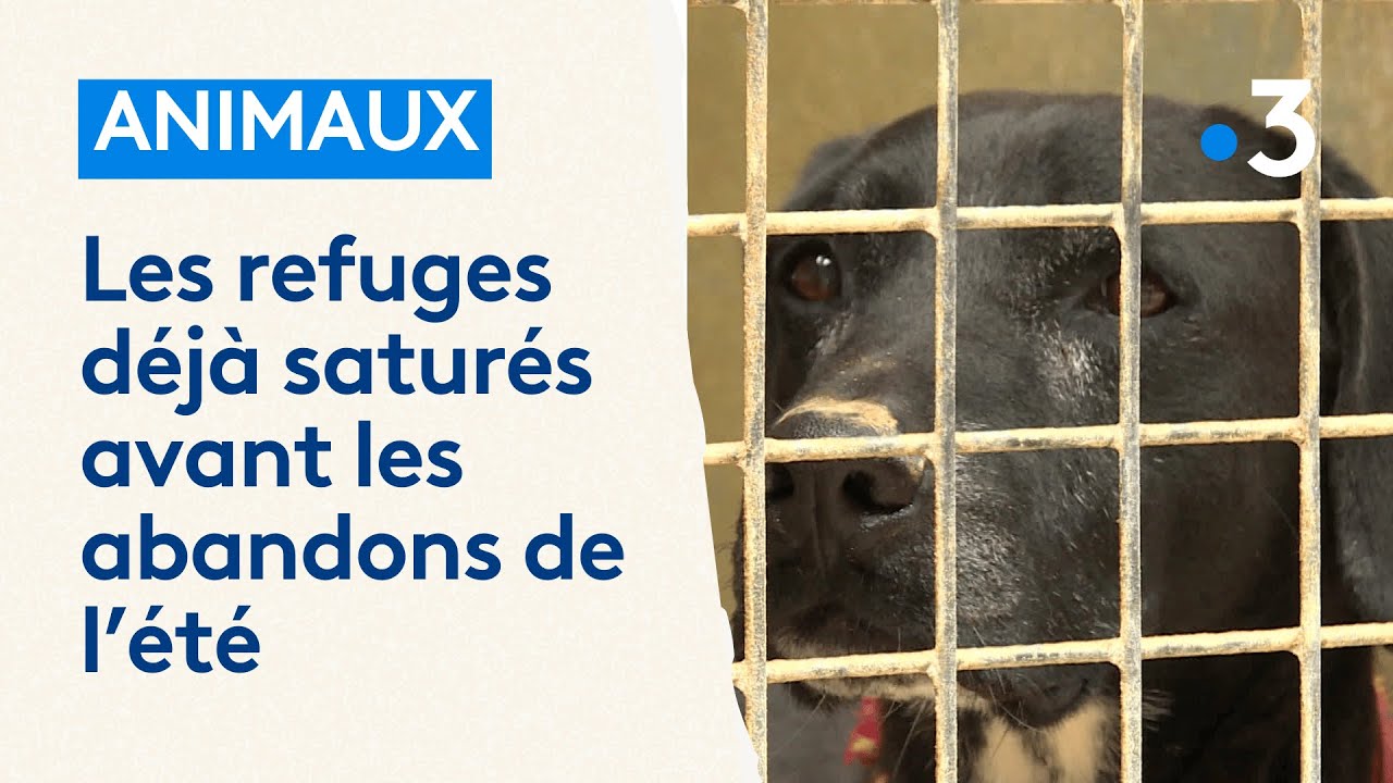 Les refuges animaliers déjà saturés avant l'été avec la hausse des abandons