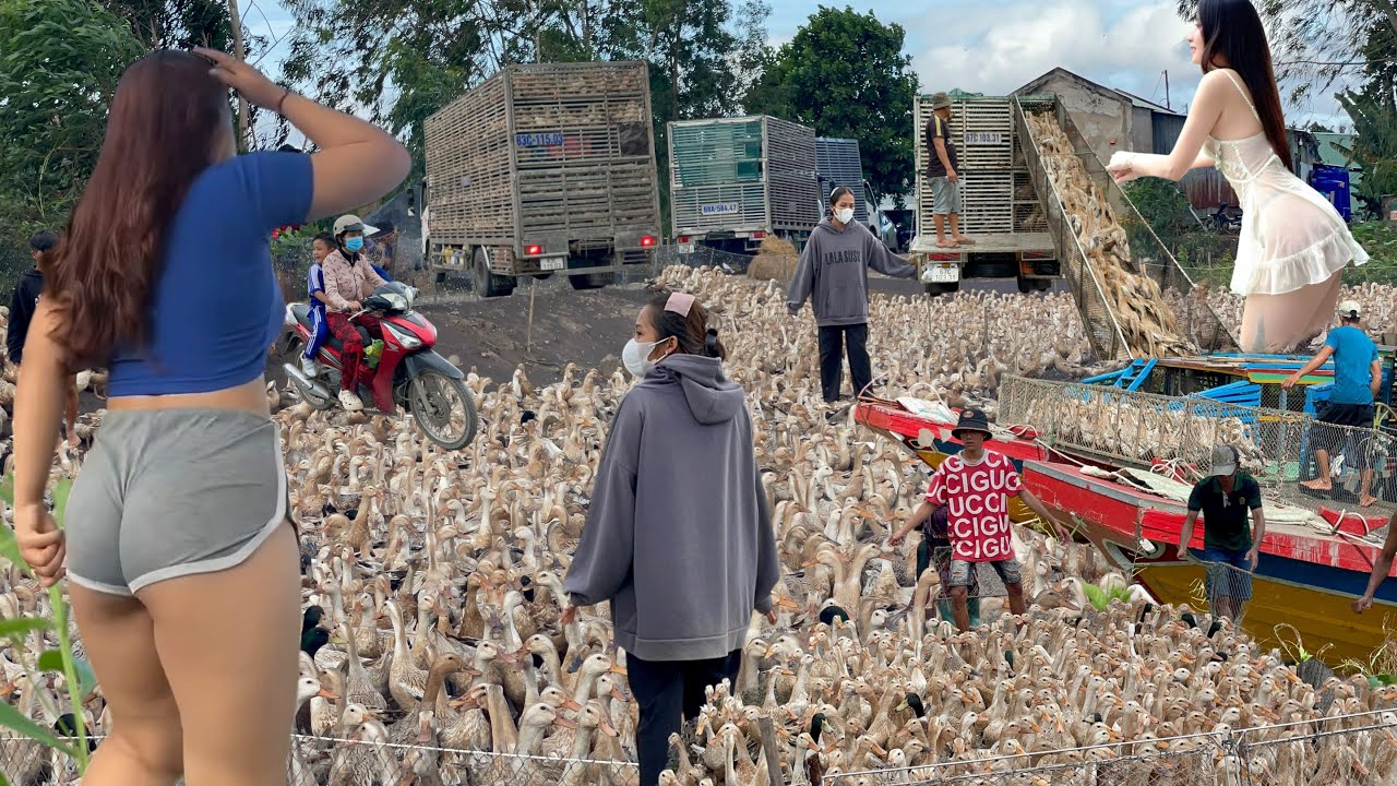 Full Video Daily Life of Raising Ducks in the Field “High Productivity and Efficiency - Farm Life TV