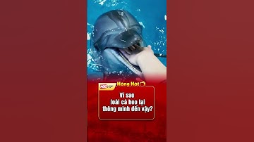 Vì sao loài cá heo lại thông minh đến vậy