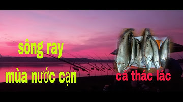 Câu cá thác lác cườm tự nhiên tập 22.sông ray mùa cạn