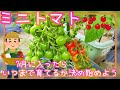 ミニトマト/7月に入ったらいつまで育てるか決め始めよう/プランター栽培/家庭菜園/2023年