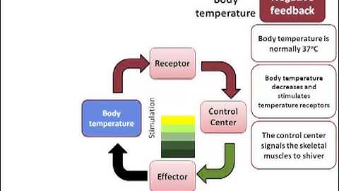 Homeostatic Control Mechanisms