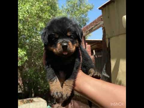 جراوي روت وايلر ولاد كاوبنجا واحفاد هرد روك