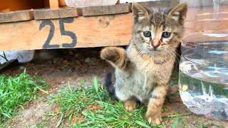 Tiny Kitten siblings play very cute games, They are the cutest in the world screenshot 2