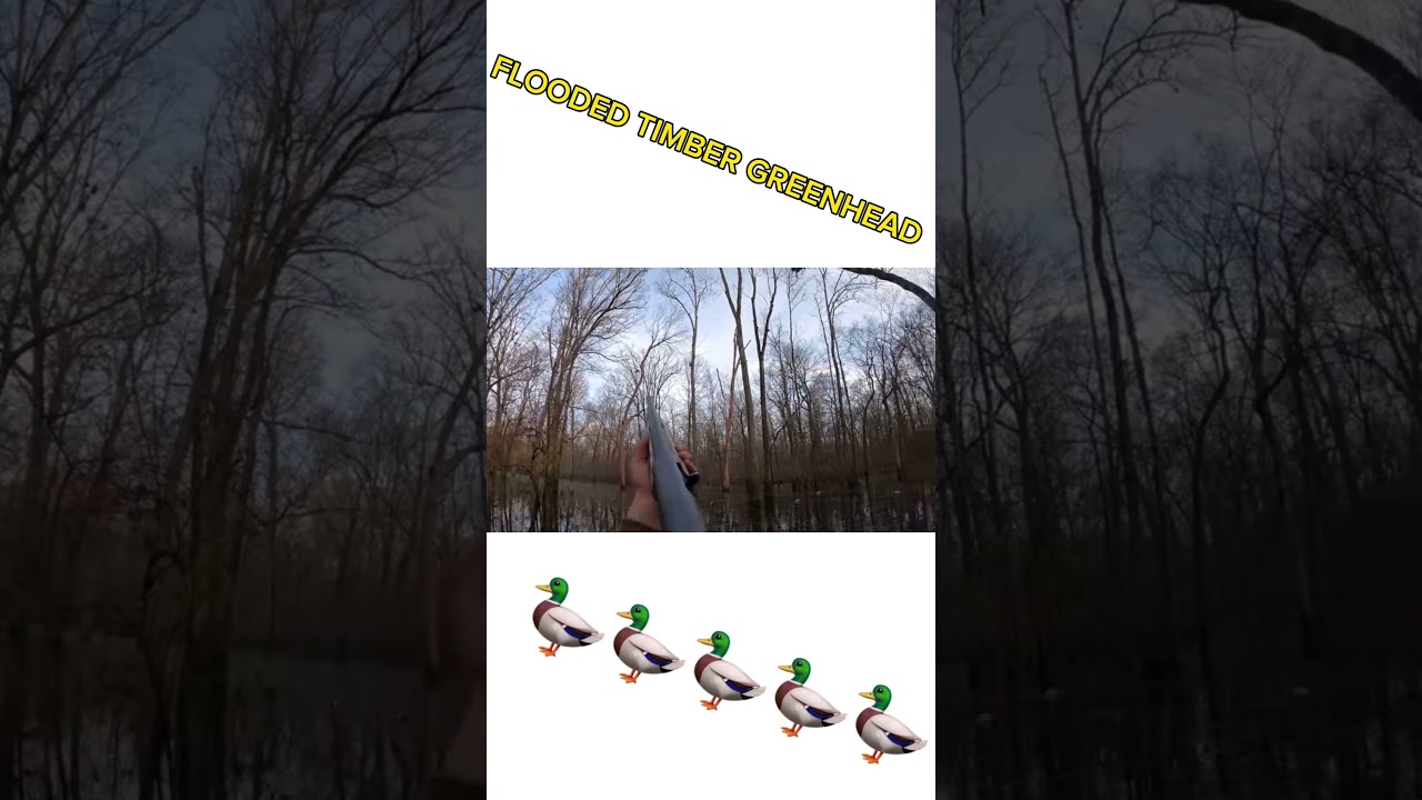 Kid Gets FIRST FLOODED TIMBER GREENHEAD!! 