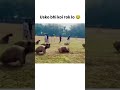 He went in the opposite direction #memes #shorts