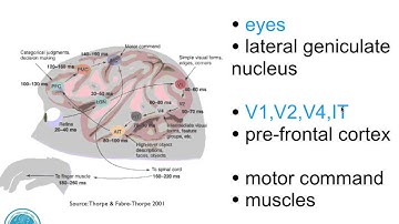 Computational Neuroscience and Learning: week 1: neuro intro part 1