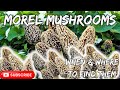 When  where to find morel mushrooms  outdoor x media 