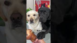 Dog: i am not fool man, but its not good, There is a stupid dog at home Cute pet debut plan