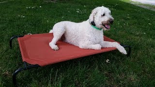 Tucker - 3yr old Labradoodle - Board & Train Program, Dog Training Omaha Nebraska