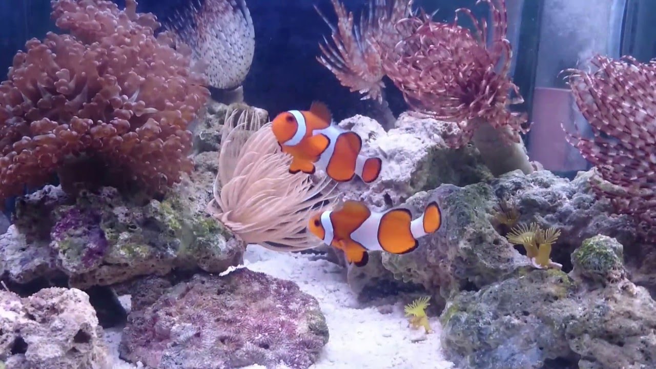 Nano Reef Tank