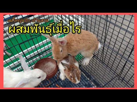 วีดีโอ: กระต่าย: ผสมพันธุ์ เลี้ยง ให้อาหาร ดูแล