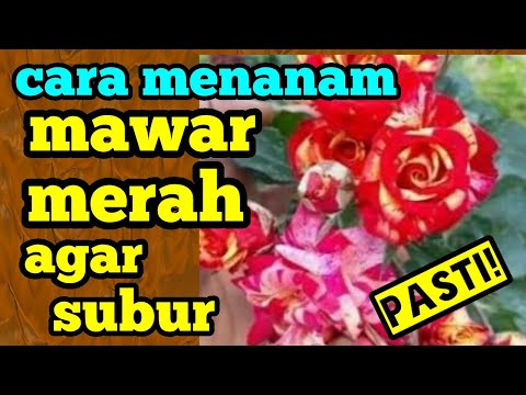 Video: Maklumat Mawar Osiria - Ketahui Tentang Mawar Teh Hibrid Osiria