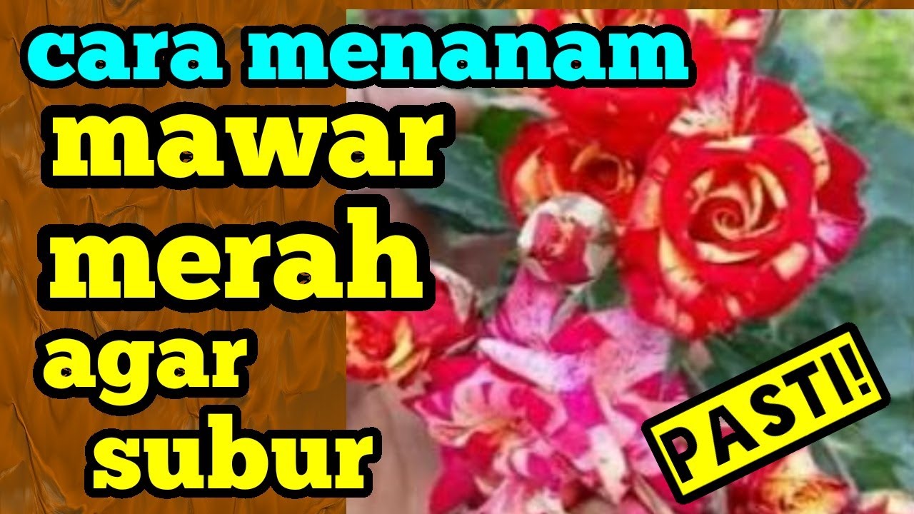 Cara menanam mawar merah agar subur 