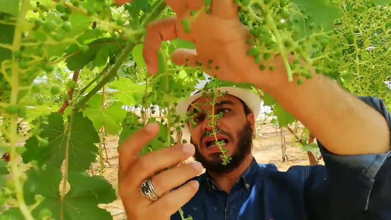 مرحلة التحجيم فى العنب sizing stage in grapes