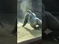 Gorilla Tries to Protect His Baby from a Leopard