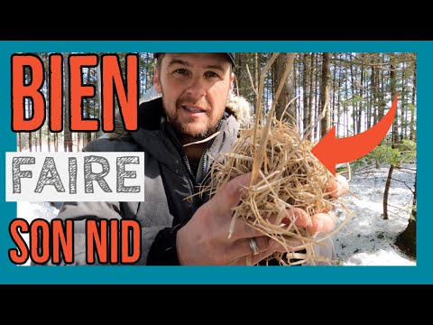 Vidéo: Comment Faire De La Gelée De Nid D'oiseau