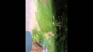Deer didn't like bananas or celery!