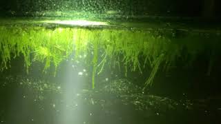 Talking about Daphnia: Night Hunting for Daphnia