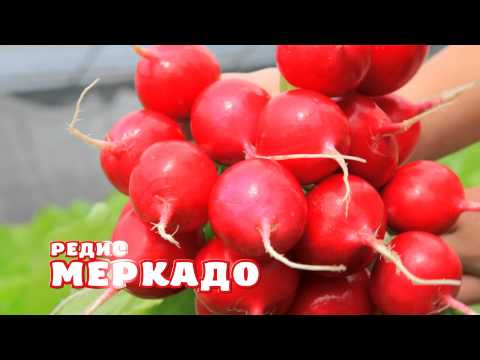 Редис "МЕРКАДО".