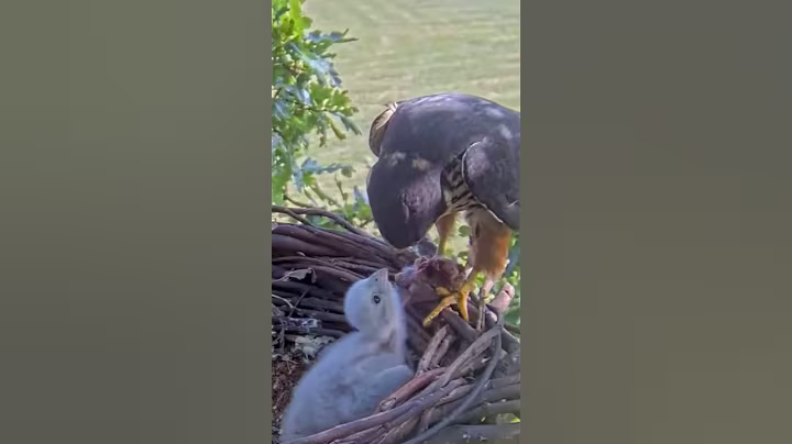 P#106- Review mother birds brings food to feed her babies in the nest, baby birds life #birdslover