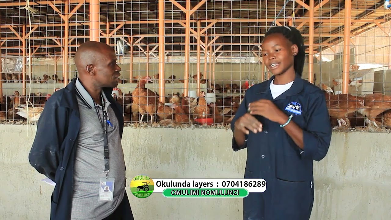 yiga okulunda enkoko za layers me moreen owa kasirye breeders part one