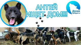 АНТЕЙ ИЩЕТ ДОМ!!! КАЛУГА! АНТЕЙ ИЩЕТ ДОМ!!! КАЛУГА!