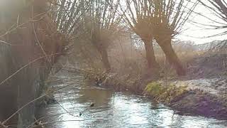 Naturschutzgebiet mit alten Weiden im Münsterland, NRW, BRD. Musik: Chris Zabriskie. Prelude No. 9. screenshot 5