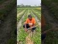 করোলা ক্ষেতে ভুট্টা গাছের ব্যবহার #agriculture #farmers #corn