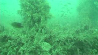 Martin County Artificial reef - LC-6  by Mike Knepper