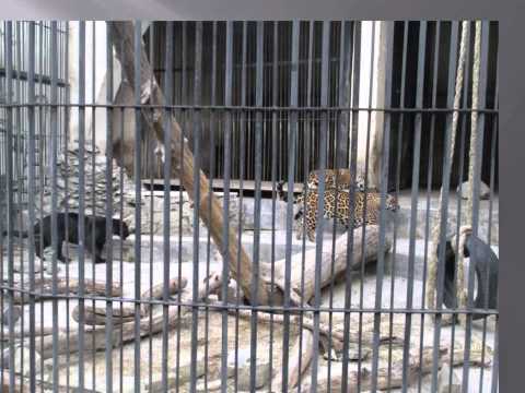 მტაცებელი ძუძუმწოვრები