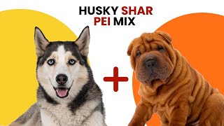 Husky Shar Pei Mix AKA Husky Pei