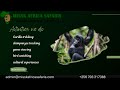 3 Days Gorilla Trekking Safari Bwindi Impenetrable Forest Uganda