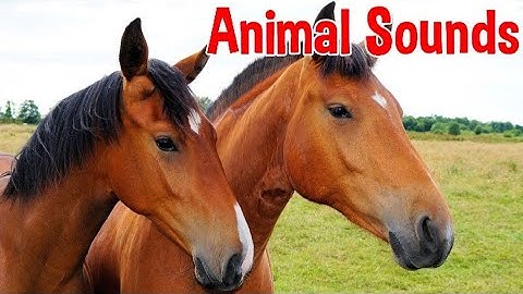 Animal Sounds for Children 20 Amazing Animals