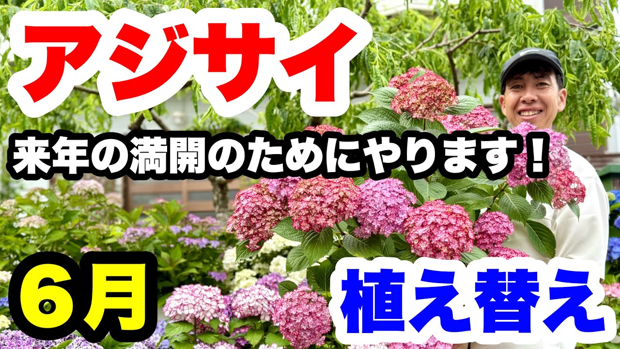 ◆来年のために【アジサイ】を植え替えます！