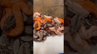 A Pile Of Beautiful Boa Babies